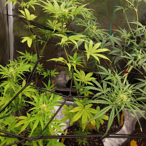 Geloctane  growlog photo: Superskunk is stunted but I will get some type of harvest I believe about 2 weeks she will be ready