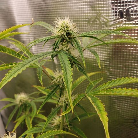 Geloctane  growlog photo: Superskunk is stunted but I will get some type of harvest I believe about 2 weeks she will be ready