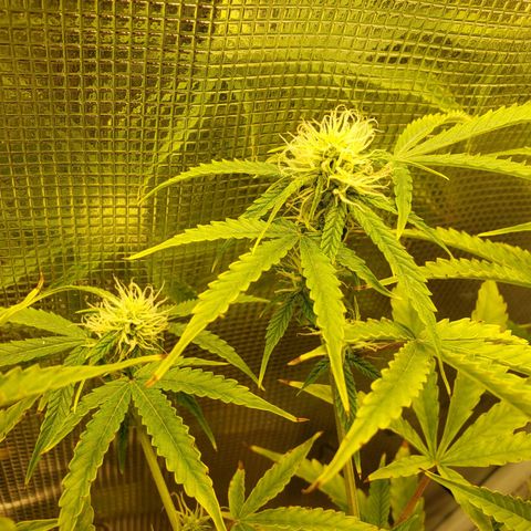 Geloctane  growlog photo: Super skunk and  Khalifa Kush autoflowers 