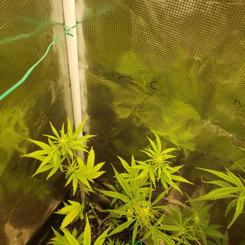 Geloctane  growlog photo: Super skunk and Khalifa Kush auto flowers