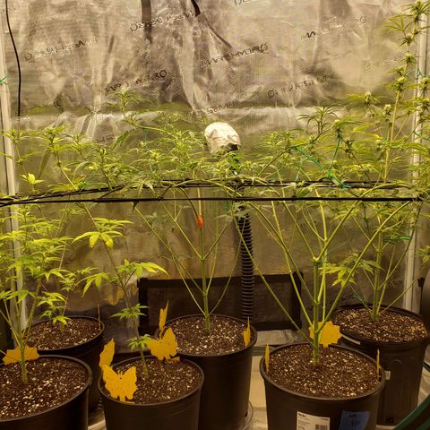 Geloctane  growlog photo: Super skunk and Khalifa Kush auto flowers