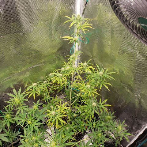 Geloctane  growlog photo: Superskunk is stunted but I will get some type of harvest I believe about 2 weeks she will be ready