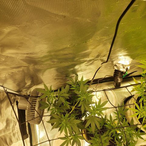 Geloctane  growlog photo: Geloctane and clones 