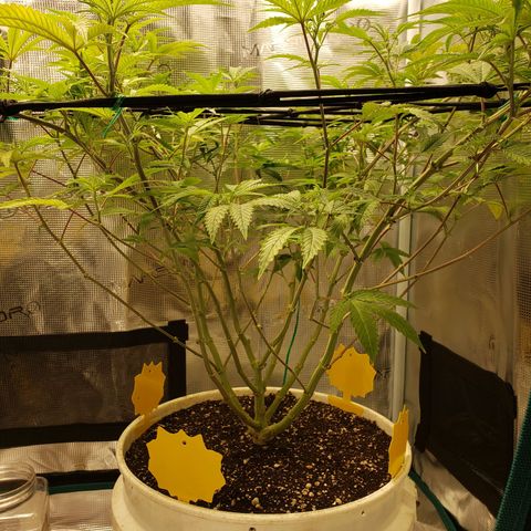 Geloctane  growlog photo: I should probably flip geloctane into flower when the clones get a little bigger 