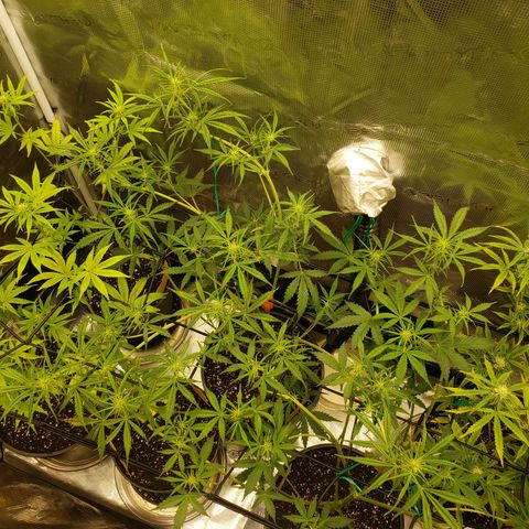 Geloctane  growlog photo: Super skunk and Khalifa Kush auto flowers