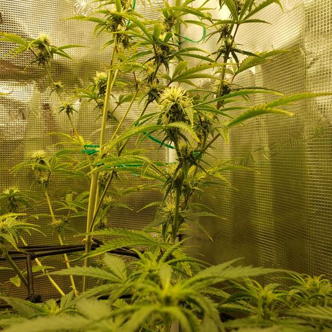 Geloctane  growlog photo: Super skunk and Khalifa Kush auto flowers