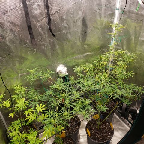 Geloctane  growlog photo: Super skunk and Khalifa Kush auto flowers