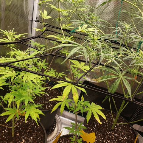 Geloctane  growlog photo: Super skunk and  Khalifa Kush autoflowers 