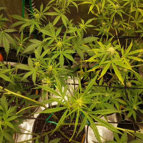 Geloctane  growlog photo: Super skunk and Khalifa Kush auto flowers