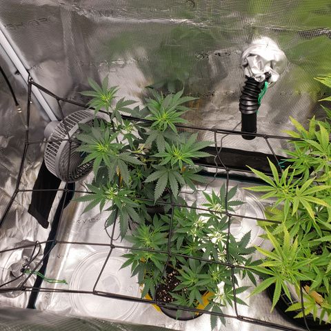 Geloctane  growlog photo: I should probably flip geloctane into flower when the clones get a little bigger 