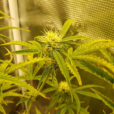 Geloctane  growlog photo: Super skunk and  Khalifa Kush autoflowers 