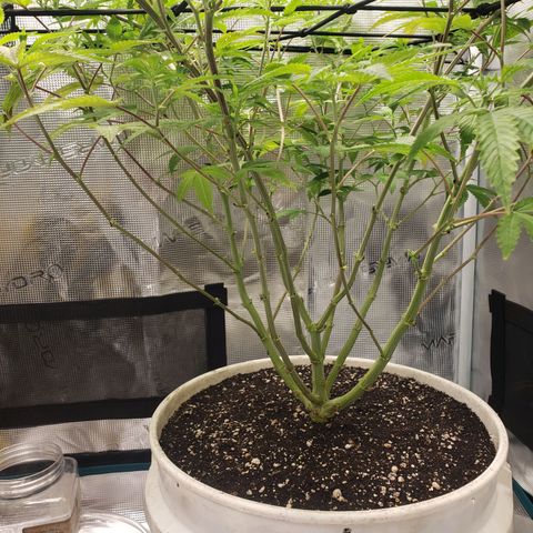 Geloctane  growlog photo: Geloctane and clones 
