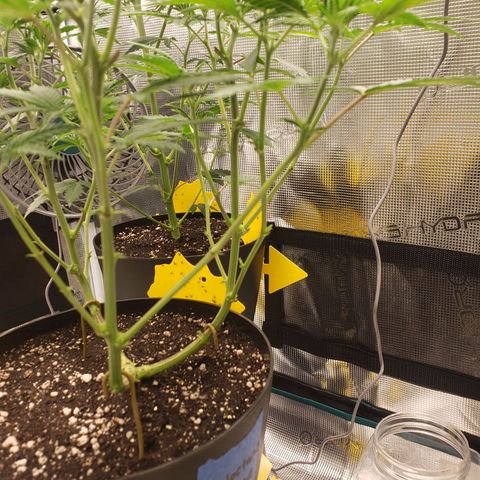 Geloctane  growlog photo: Geloctane and clones 