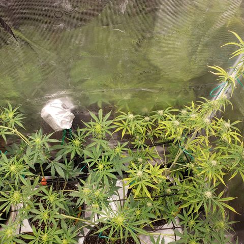 Geloctane  growlog photo: Superskunk is stunted but I will get some type of harvest I believe about 2 weeks she will be ready
