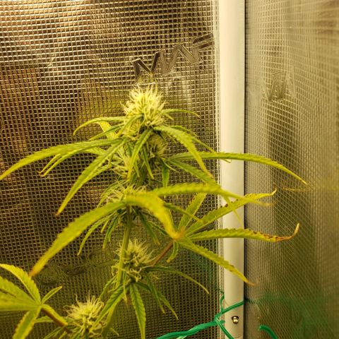 Geloctane  growlog photo: Super skunk and  Khalifa Kush autoflowers 