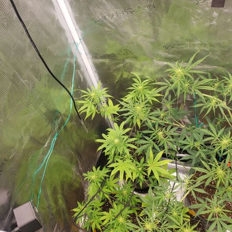 Geloctane  growlog photo: Starting to flower thick bud's i hope 