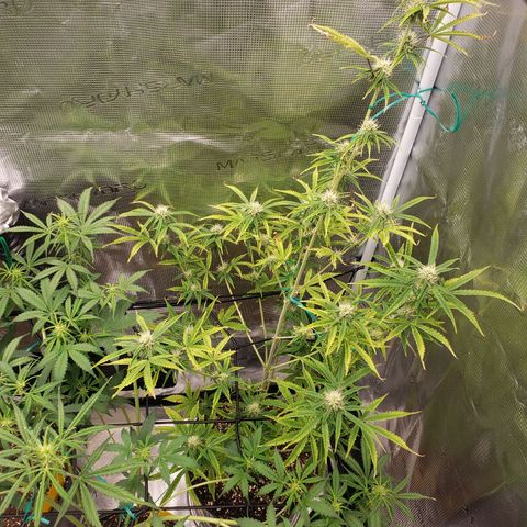 Geloctane  growlog photo: Starting to flower thick bud's i hope 