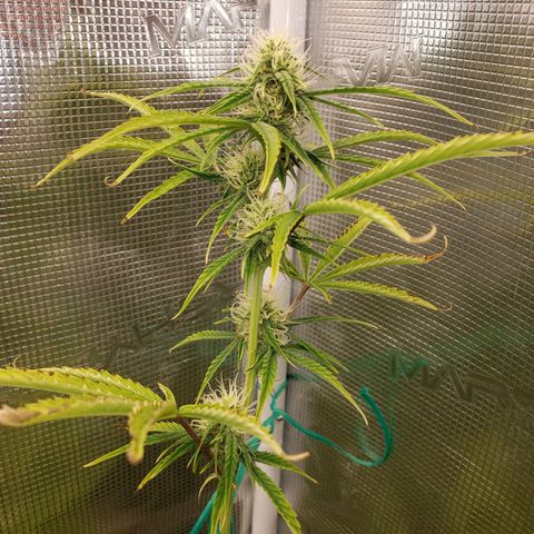 Geloctane  growlog photo: Starting to flower thick bud's i hope 