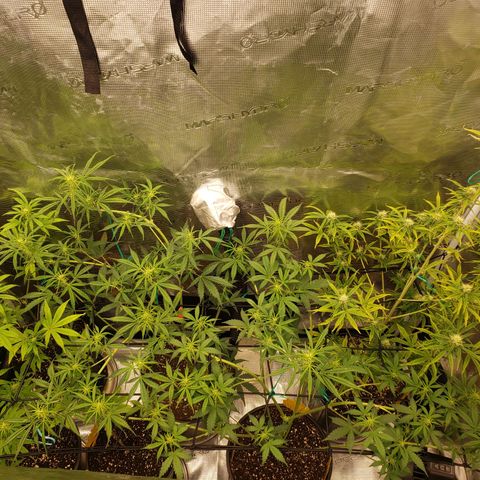 Geloctane  growlog photo: Starting to flower thick bud's i hope 