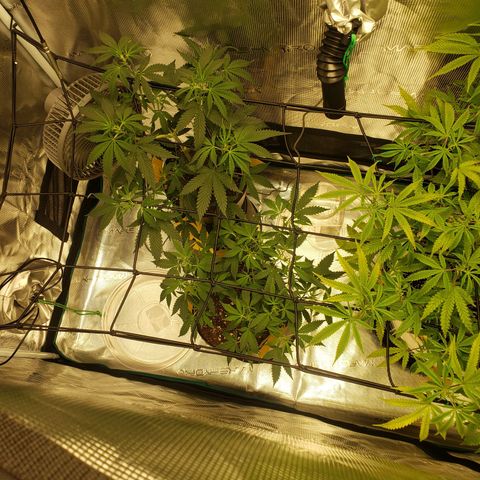 Geloctane  growlog photo: Starting to flower thick bud's i hope 