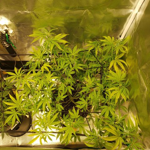 Geloctane  growlog photo: Starting to flower thick bud's i hope 