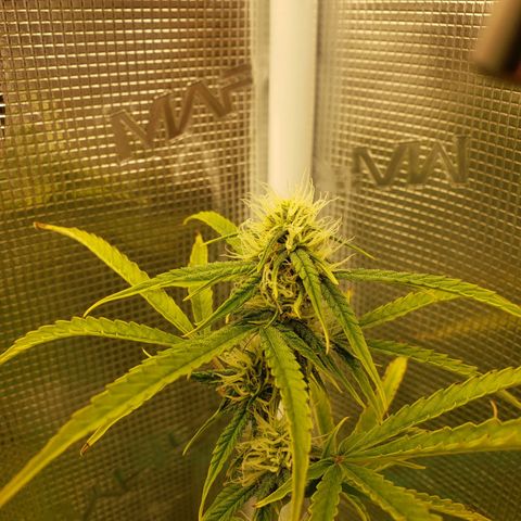 Geloctane  growlog photo: Starting to flower thick bud's i hope 