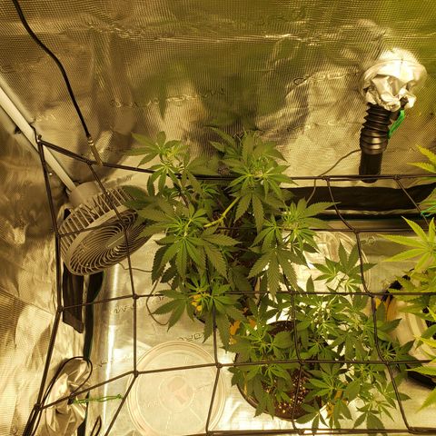 Geloctane  growlog photo: Starting to flower thick bud's i hope 