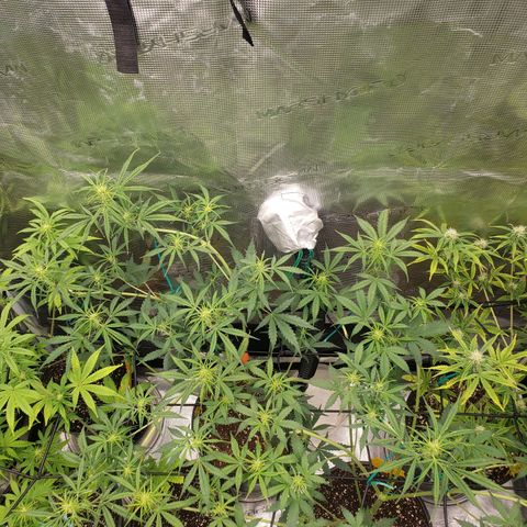 Geloctane  growlog photo: Starting to flower thick bud's i hope 