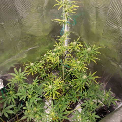 Geloctane  growlog photo: Starting to flower thick bud's i hope 