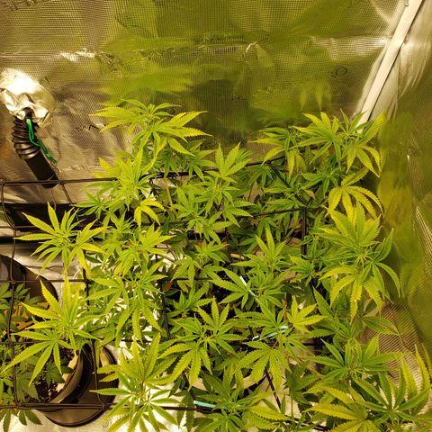 Geloctane  growlog photo: Fed all the girls 