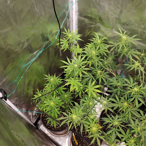Geloctane  growlog photo: Fed all the girls 