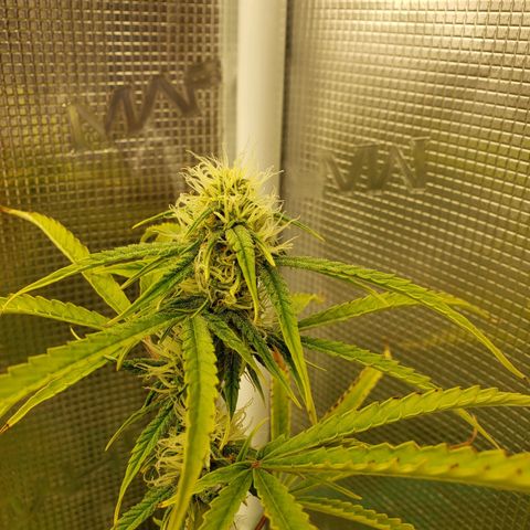 Geloctane  growlog photo: Fed all the girls 