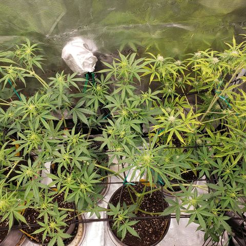 Geloctane  growlog photo: Fed all the girls 