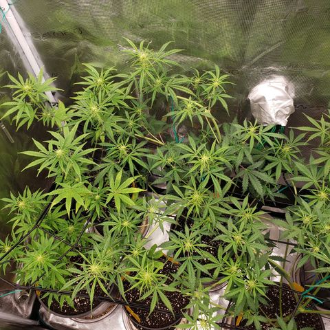 Geloctane  growlog photo: Fed all the girls 