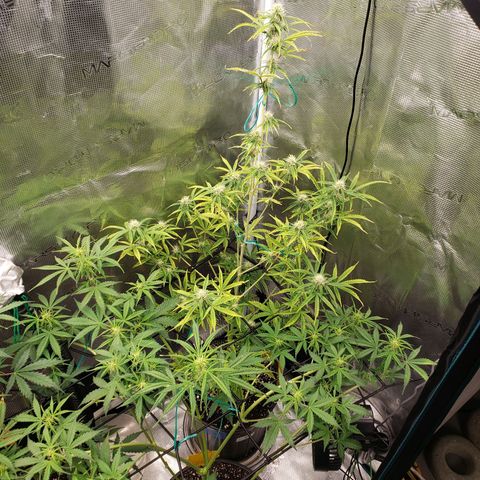 Geloctane  growlog photo: Fed all the girls 