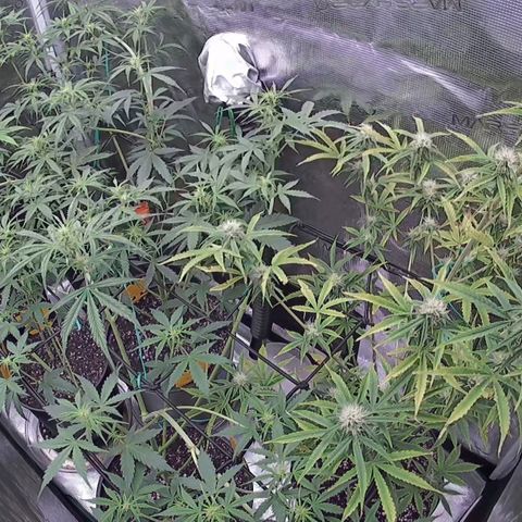 Geloctane  growlog photo: Fed all the girls 