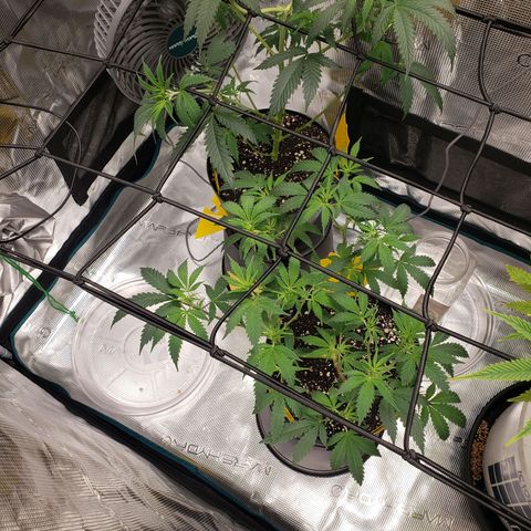 Geloctane  growlog photo: Fed all the girls 