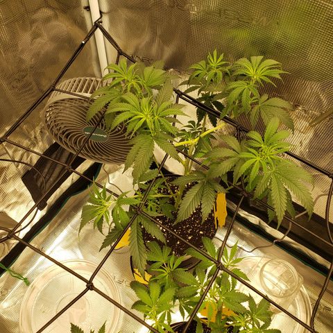 Geloctane  growlog photo: Fed all the girls 