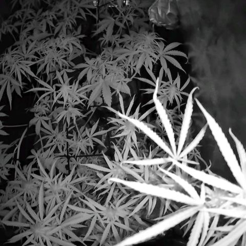 Geloctane  growlog photo: Love this night vision from the grow cam