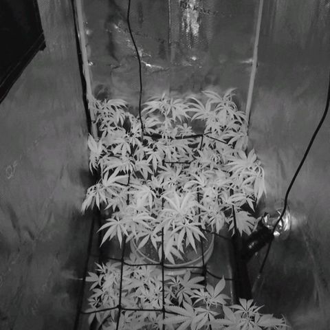 Geloctane  growlog photo: Love this night vision from the grow cam