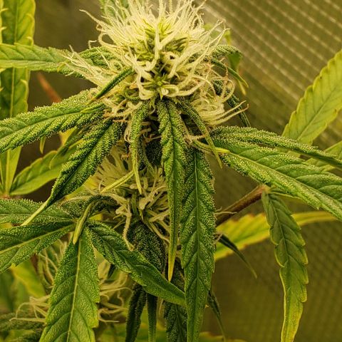 Geloctane  growlog photo: I hope these buds thicken up and I didn't stunt them too bad 