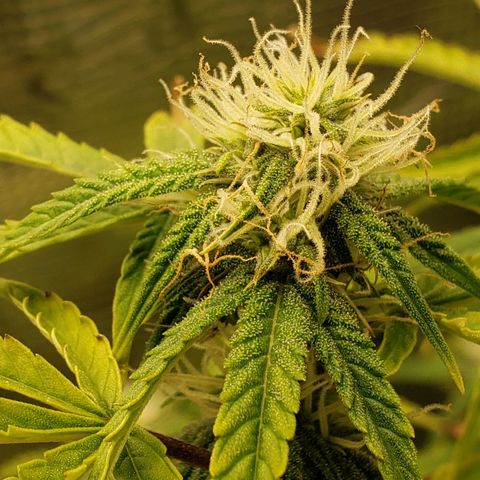 Geloctane  growlog photo: I hope these buds thicken up and I didn't stunt them too bad 
