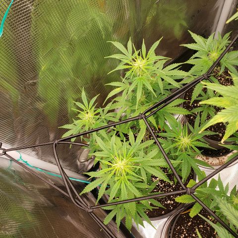 Geloctane  growlog photo: I hope these buds thicken up and I didn't stunt them too bad 
