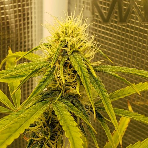 Geloctane  growlog photo: I hope these buds thicken up and I didn't stunt them too bad 