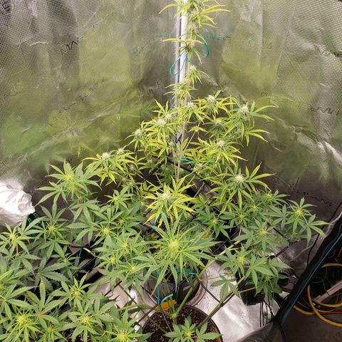 Geloctane  growlog photo: I hope these buds thicken up and I didn't stunt them too bad 