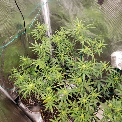 Geloctane  growlog photo: I hope these buds thicken up and I didn't stunt them too bad 