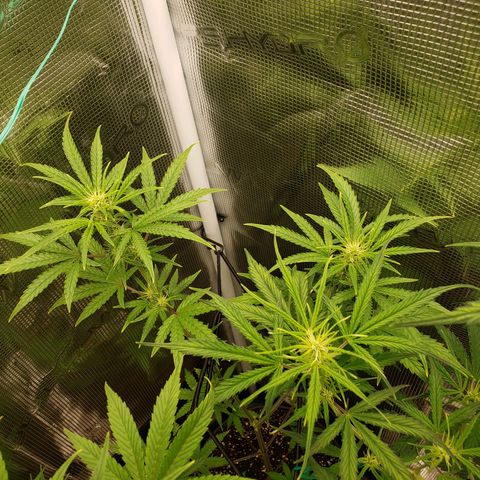 Geloctane  growlog photo: I hope these buds thicken up and I didn't stunt them too bad 