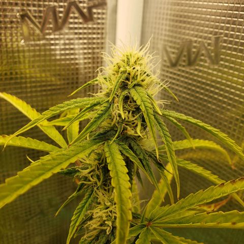 Geloctane  growlog photo: Olny a few weeks left 