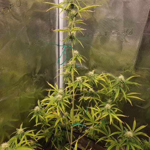 Geloctane  growlog photo: Olny a few weeks left 