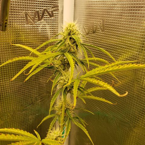 Geloctane  growlog photo: Olny a few weeks left 